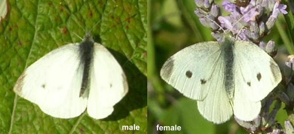 picture of male and female small cabbage white butterflies