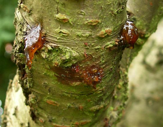 image of bacterial canker on cherry tree