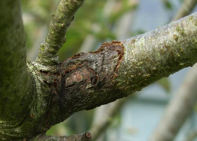 image of fungal canker on an apple tree