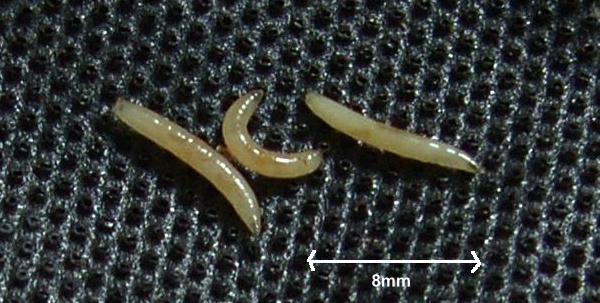 image of carrot root fly larvae