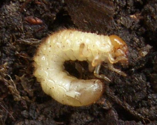 picture of a garden chafer grub