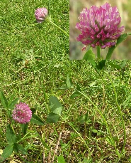 picture of red clover