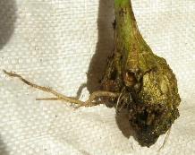 CLICK FOR INFORMATION ON CLUBROOT
