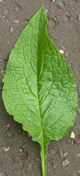 russian comfrey leaf