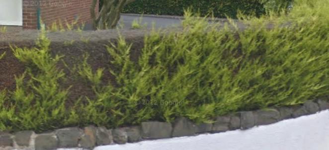 image of dieback in a conifer hedge