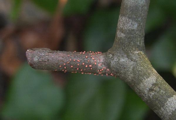 picture of coral spot disease