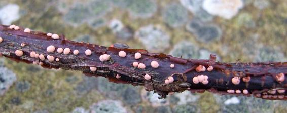 TWIG WITH CORAL SPOT