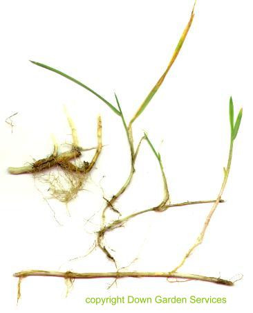 picture of COUCHGRASS