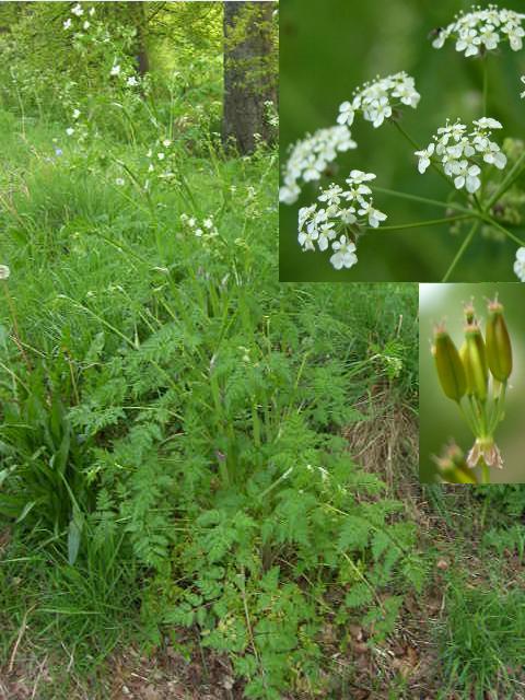 picture of Cow Parsley, flowers and fruit