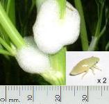 image of froghopper nymph and cuckoo spit