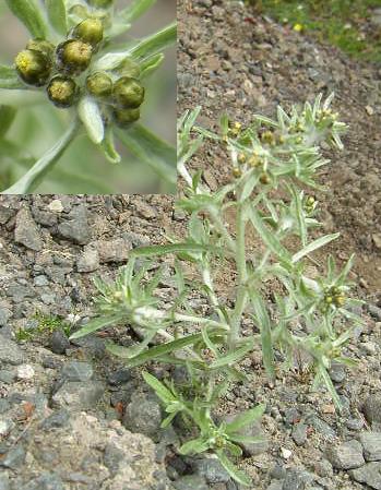 picture of MARSH CUDWEED