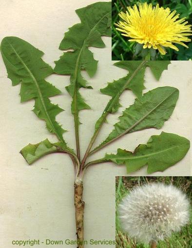 picture of DANDELION