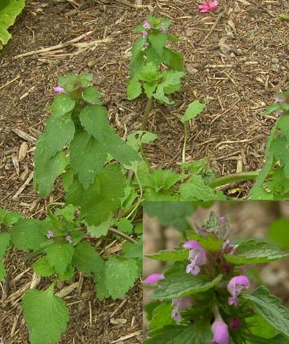 picture of RED DEAD-NETTLE