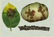 PICTURES OF SOME PLANT DISEASES