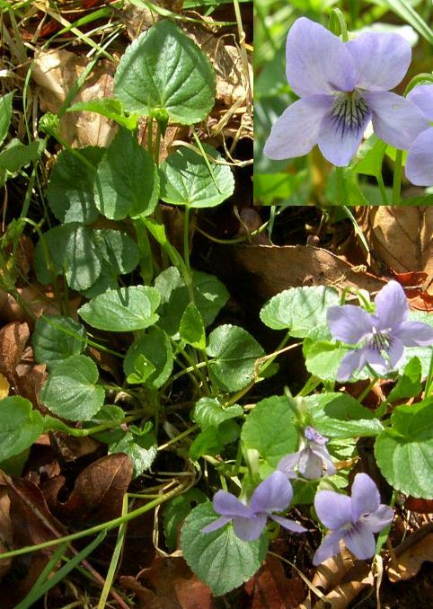 image of Common dog-violet
