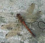 picture of DARTER DRAGONFLY click for more information