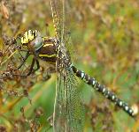 picture of a COMMON HAWKER DRAGONFLY click for more information