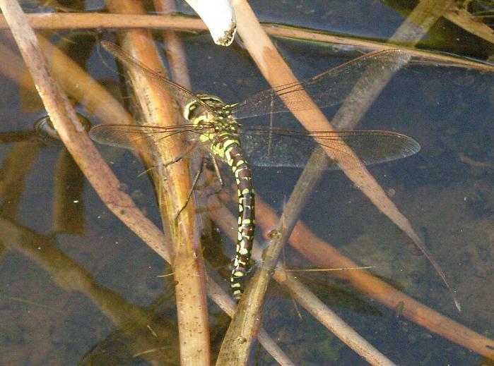 female commom hawker