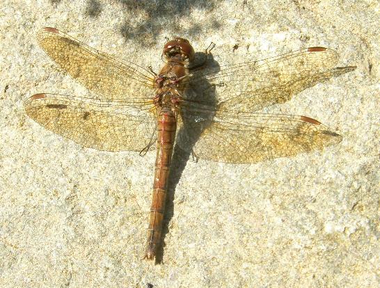 picture of a female Common Darter Dragonfly