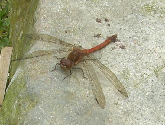 picture of a male Common Darter Dragonfly
