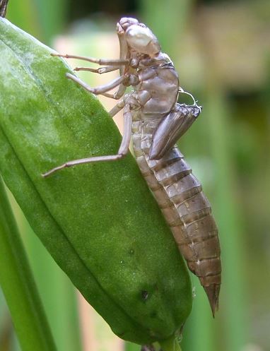 image of dragonfly exoskeleton