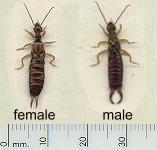 picture of EARWIG click for more information
