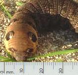 picture of ELEPHANT HAWK-MOTH CATERPILLAR click for more information