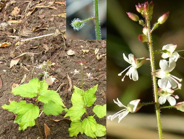 picture of Enchanter's Nightshade