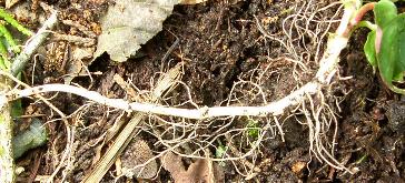 picture of Enchanter's Nightshade roots