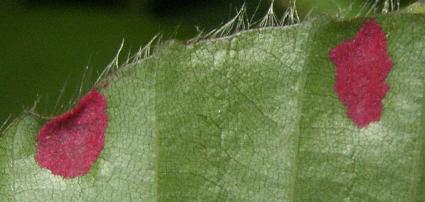 picture of entomosporium maculatum spot