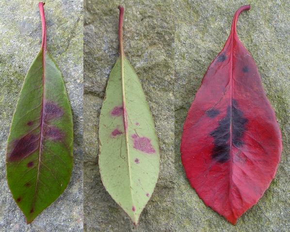picture of photinia leaves with entomosporium leaf spot