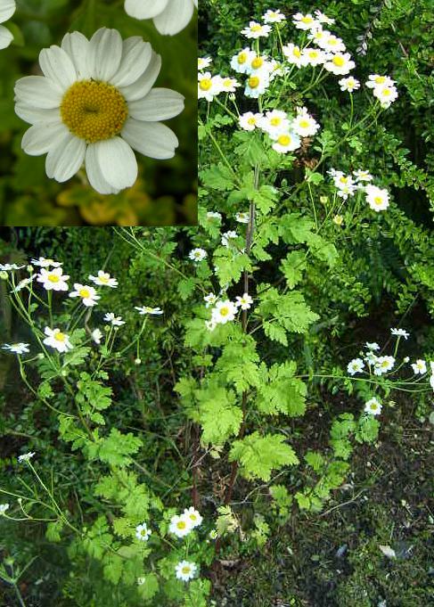a picture of Feverfew plant and flowers