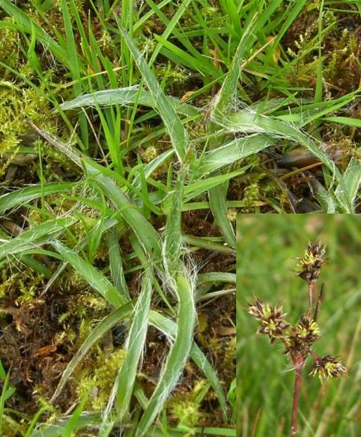 picture of field wood-rush