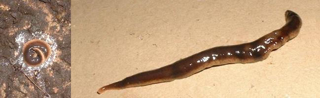 picture of a NEW ZEALAND FLATWORM