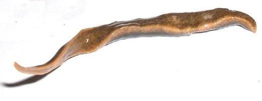 NEW ZEALAND FLATWORM - UNDERSIDE