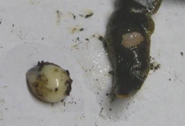 picture of flatworm as egg is laid