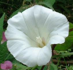 white weed flower