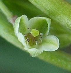 image of black bindweed flower