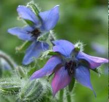 LINK TO A MONOGRAPH ON BORAGE
