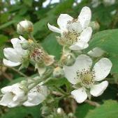 LINK TO A MONOGRAPH ON BRAMBLES