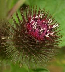 LINK TO A MONOGRAPH ON LESSER BURDOCK