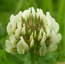 LINK TO A MONOGRAPH ON CLOVER
