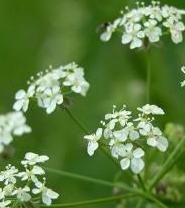 LINK TO A MONOGRAPH ON COW PARSLEY