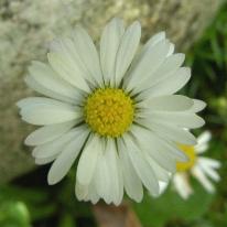 LINK TO A MONOGRAPH ON THE DAISY