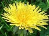 LINK TO A MONOGRAPH ON THE DANDELION