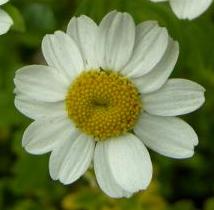 LINK TO A MONOGRAPH ON FEVERFEW
