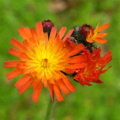 LINK TO A MONOGRAPH ON FOX-AND-CUBS