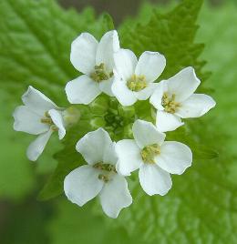 image of Garlic Mustard flower