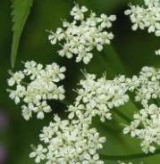 LINK TO A MONOGRAPH ON GROUND-ELDER