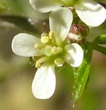 image of Hairy Bittercress flower